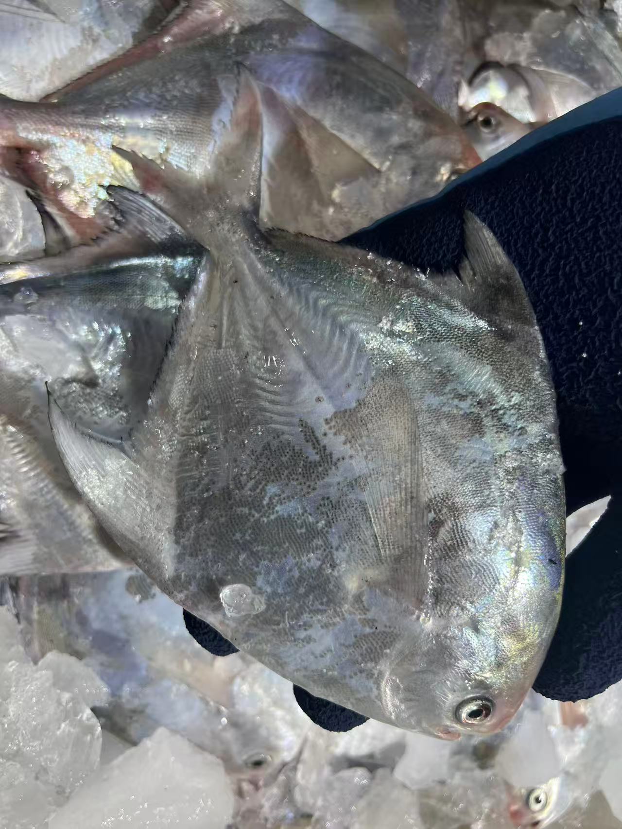 流网银白鲳  小周石浦 象山银鲳鱼 