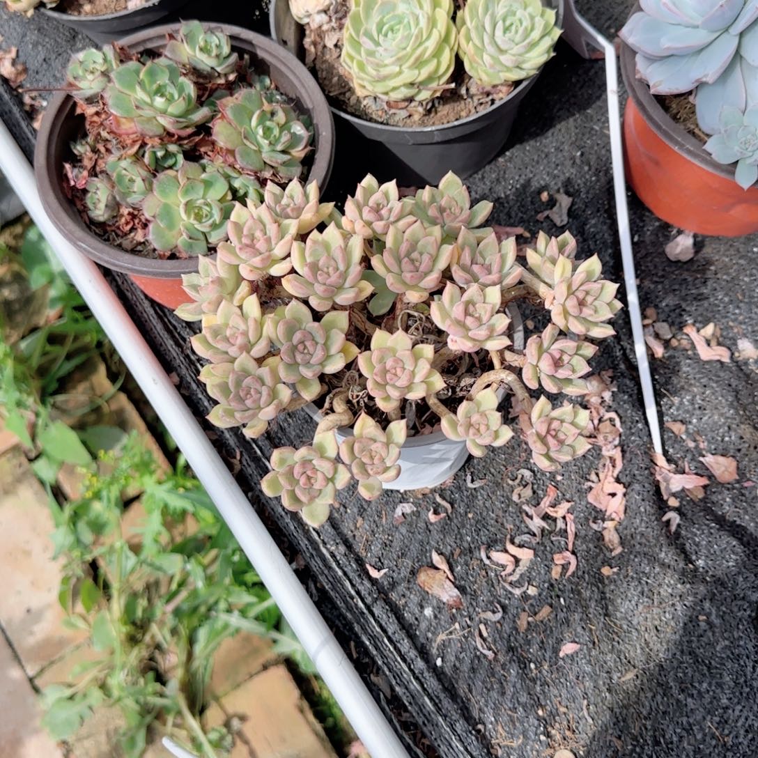 无花朵璀璨老桩120