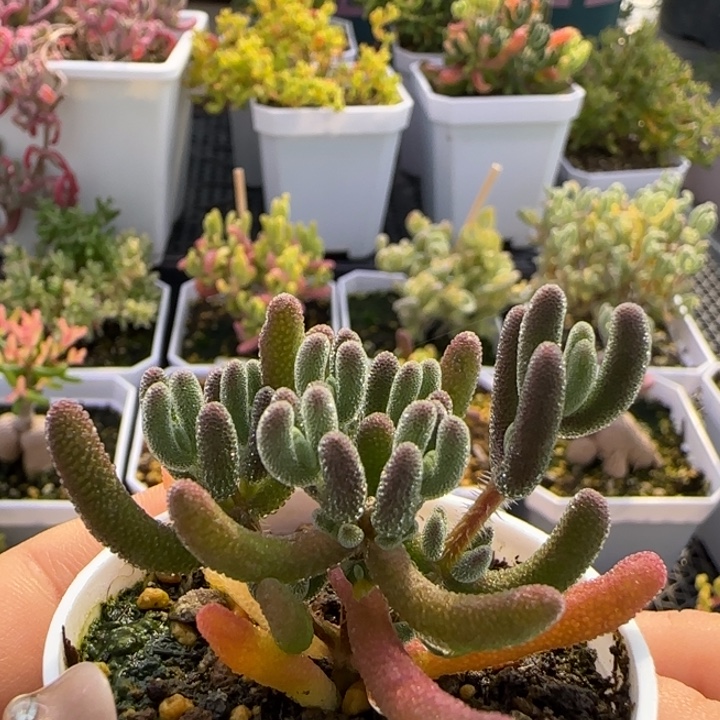 571-钻石植物枝干