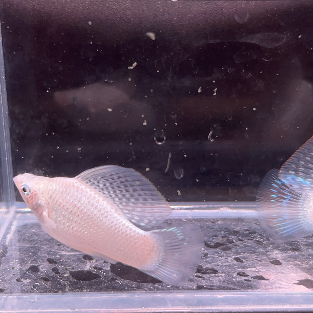 孔雀鱼玛丽球两公