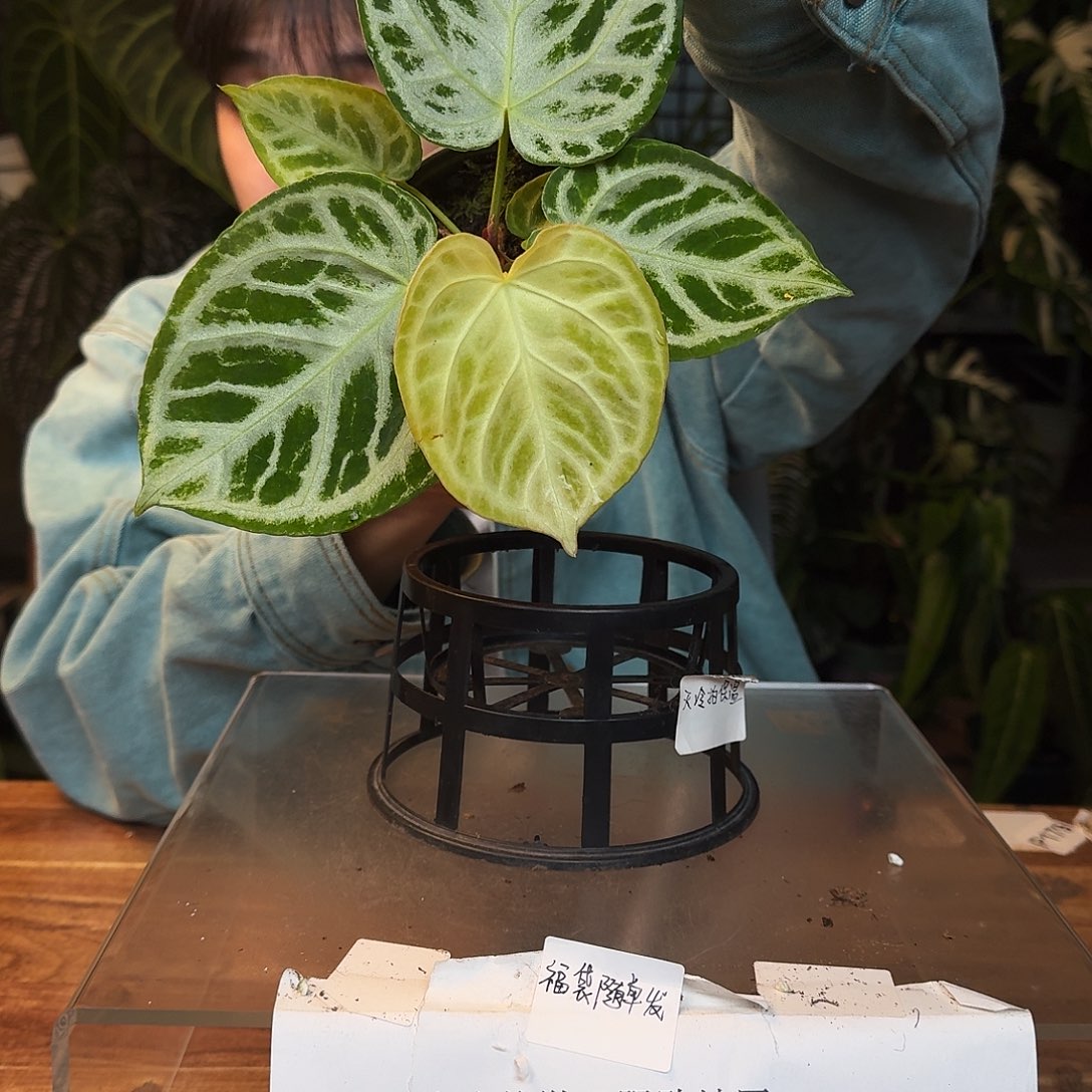 完全开放H67黑色面纱杂铜锣烧微瑕无售后