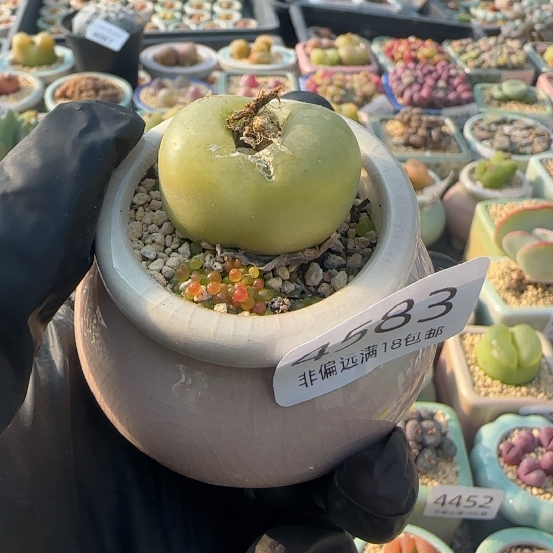 4583--一物一拍 带盆