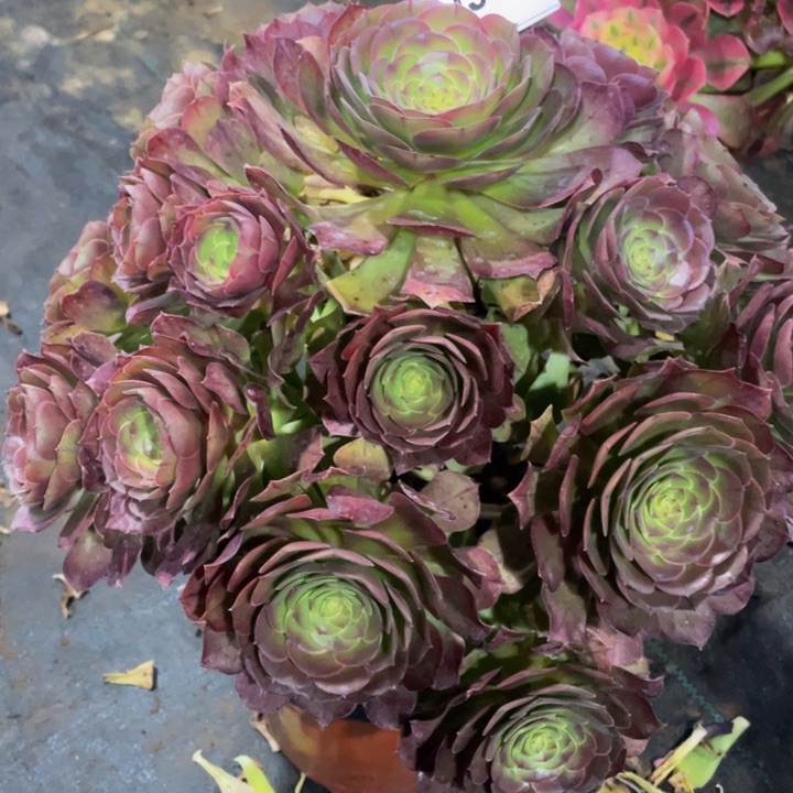 919万圣节1111111多肉