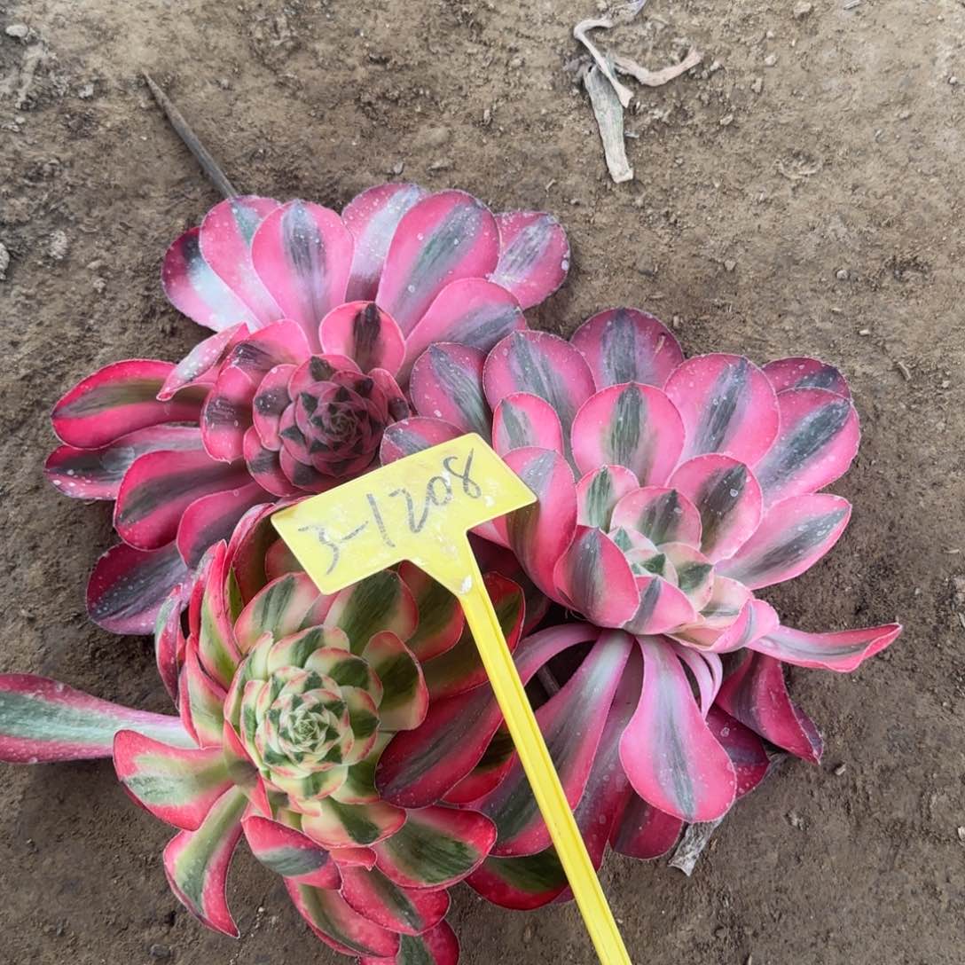 宝*人3-1208-+-多头多肉植物爱丽丝