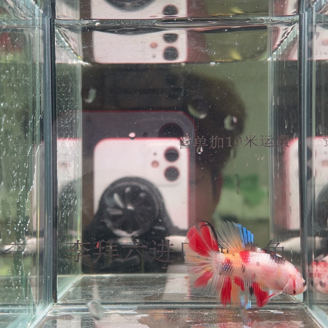 斗鱼印尼精品斗鱼40