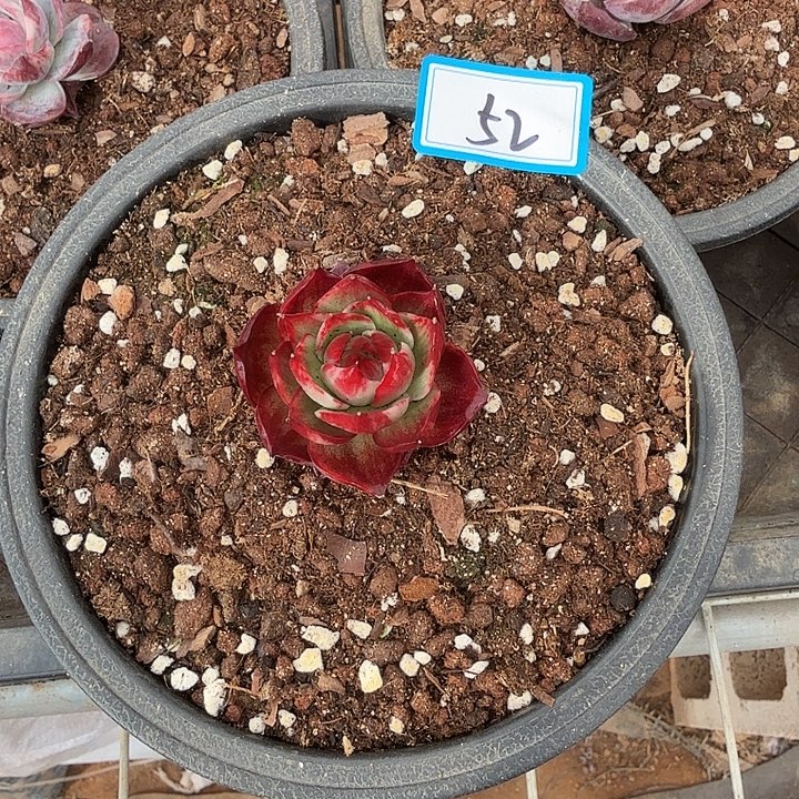 曾***节52----------------