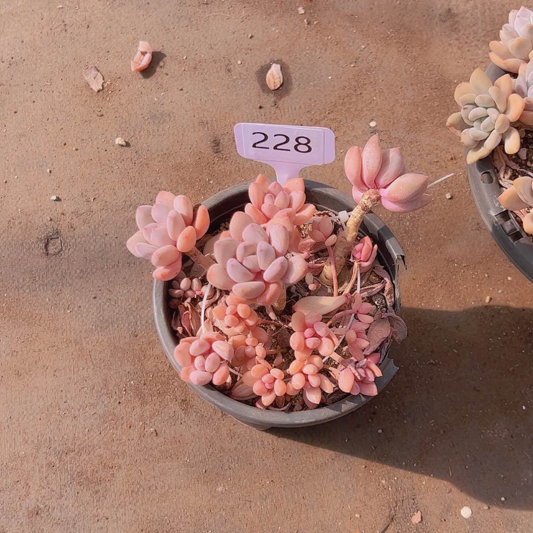 折**园228真舞美人25不售后