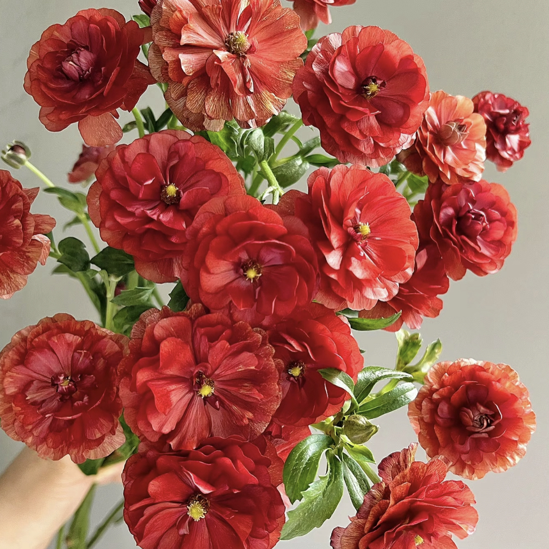 红色蝴蝶洋牡丹（任意两单包邮，一单需要补运费）