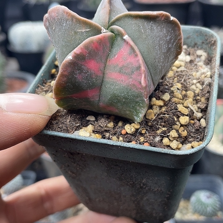 实生鸾凤玉锦一颗包邮