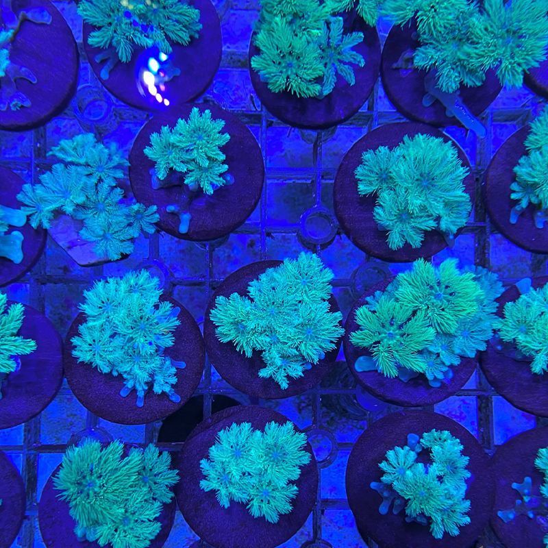 手星花人工绿椰手星花海水金边大手心花绿芯大手心花宠物