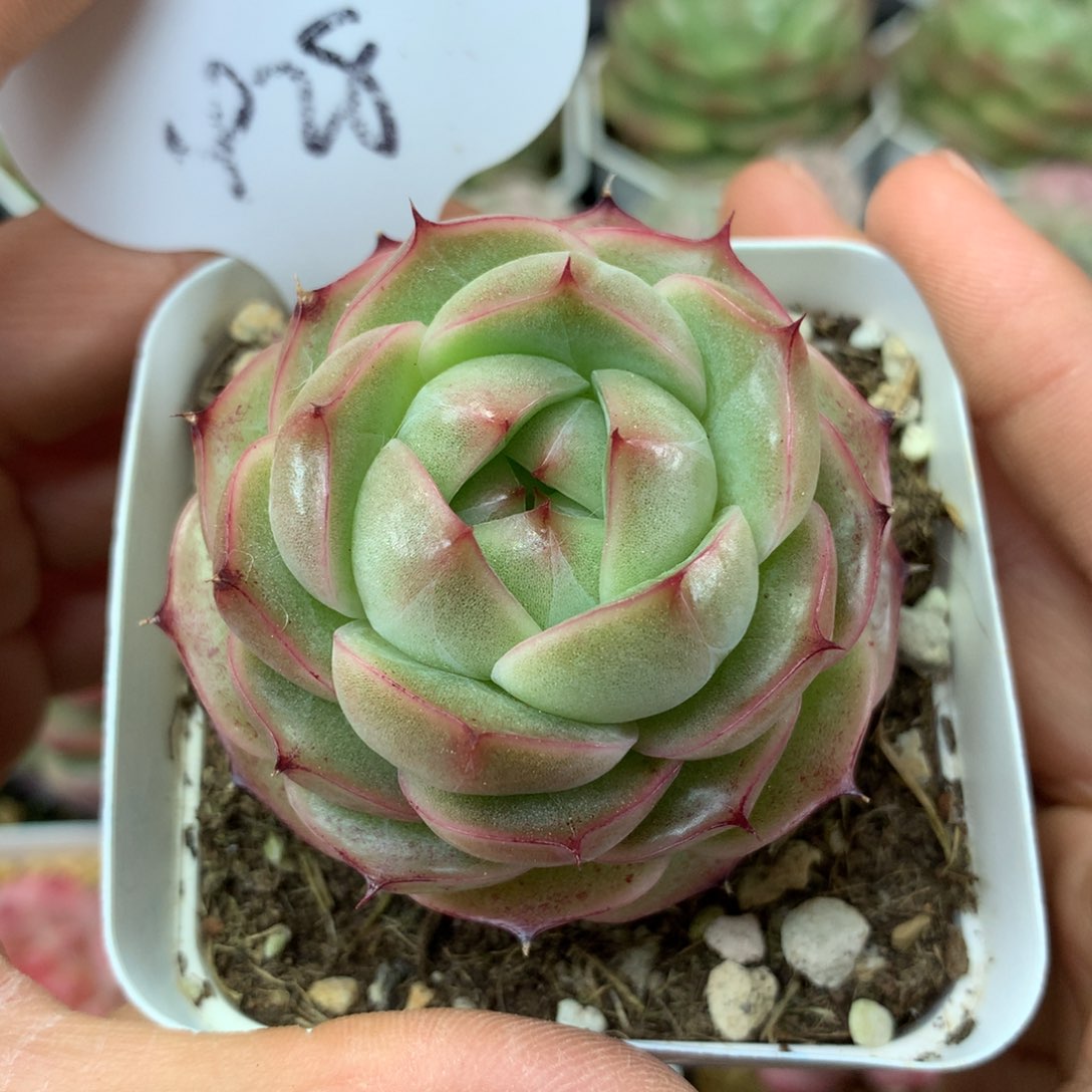 定繁珍妮麦秆单头428