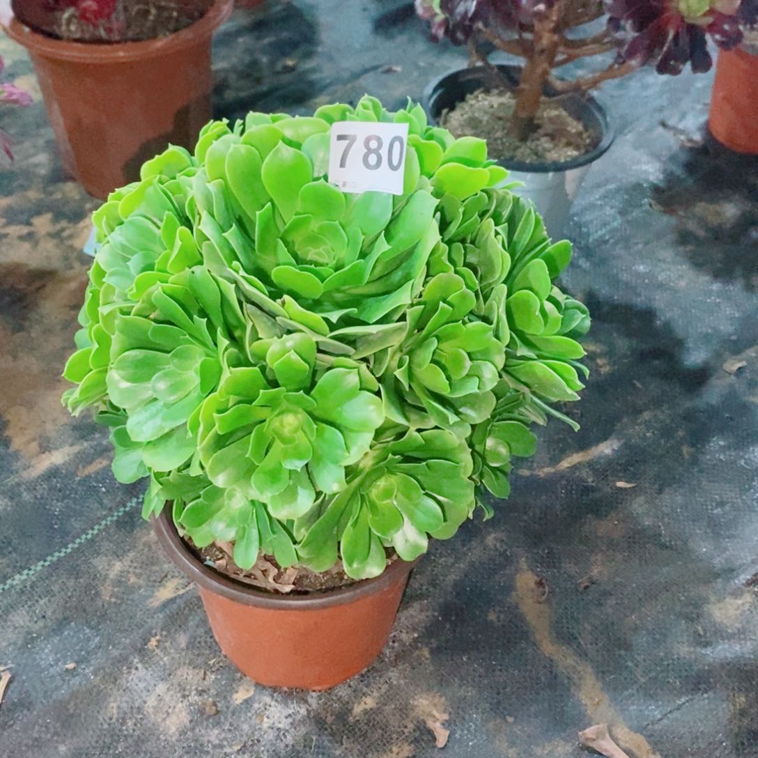 绿玫瑰780多肉1111