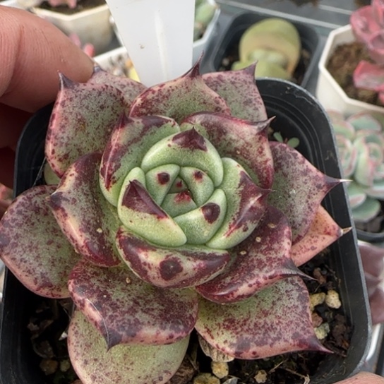 176万圣夜多肉植物多