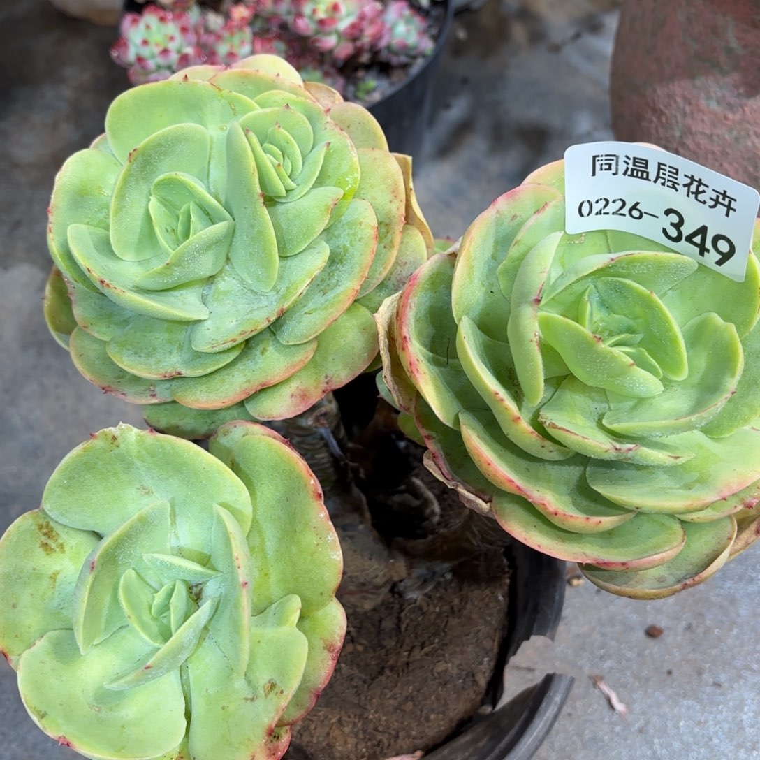 同温层多肉349碧桃