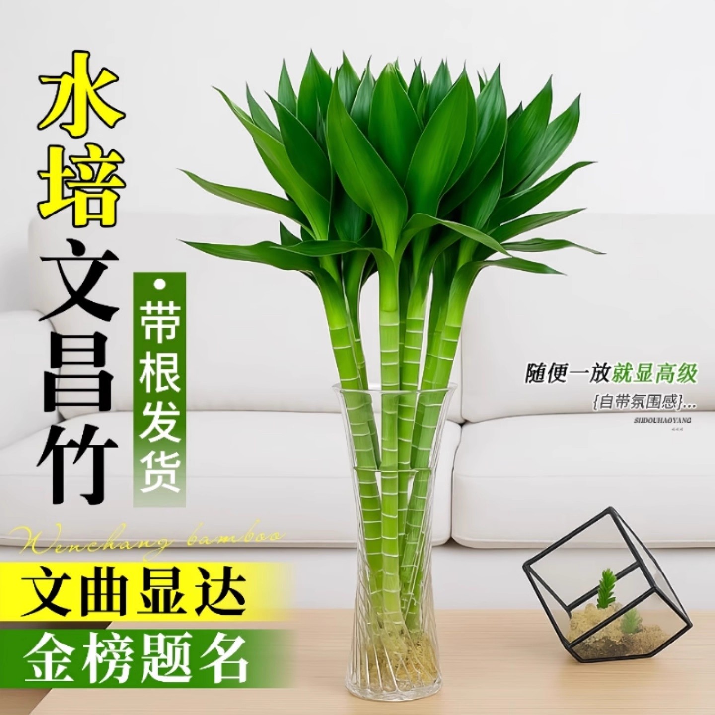 文昌竹带根水培植物室内客厅净化空气节节高富贵竹绿植