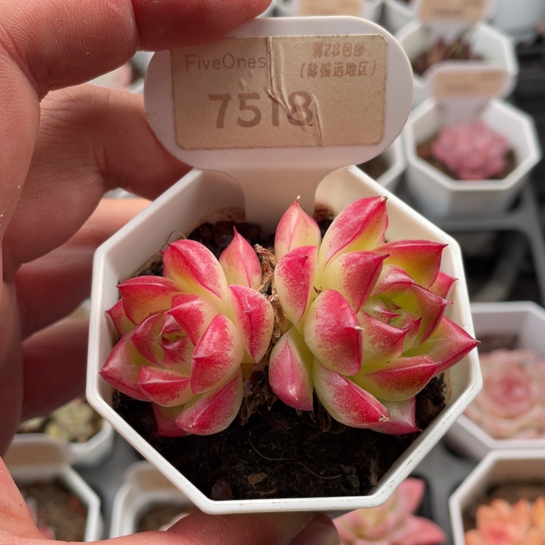 梦幻女王7518-6.5厘米