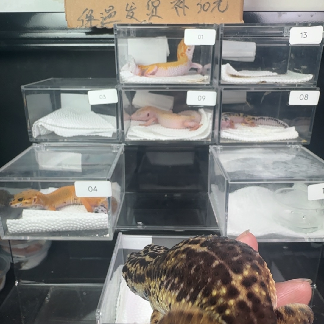 豹纹守宫黑夜弟弟