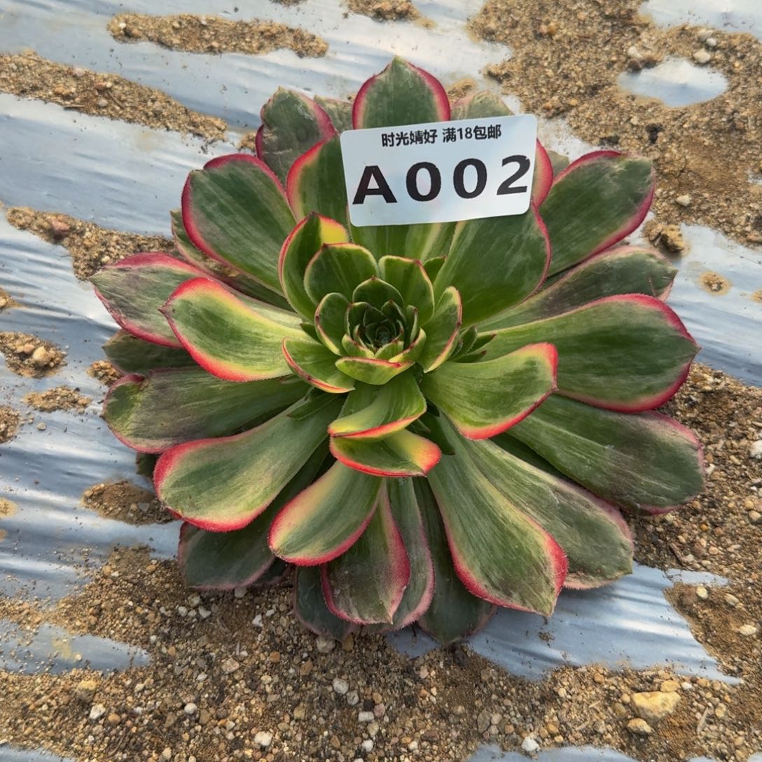 002月华到秋   多肉葡萄