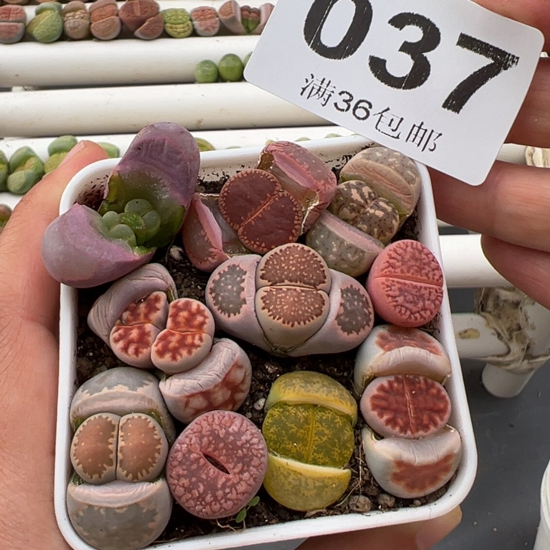 3.6好看的多肉脱土发货037