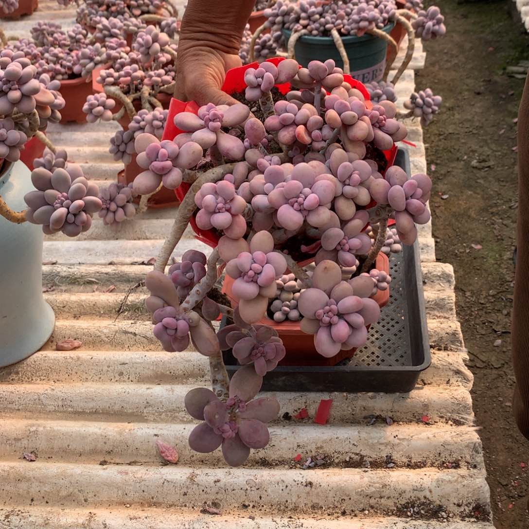 桃蛋老桩瑕疵31号不带盆