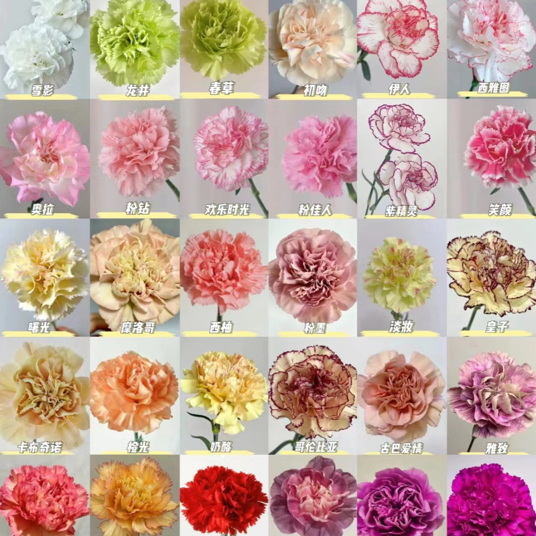 【爆款福利康乃馨】冷链EMS空运云南基地直发鲜切花20/40/60/80/100