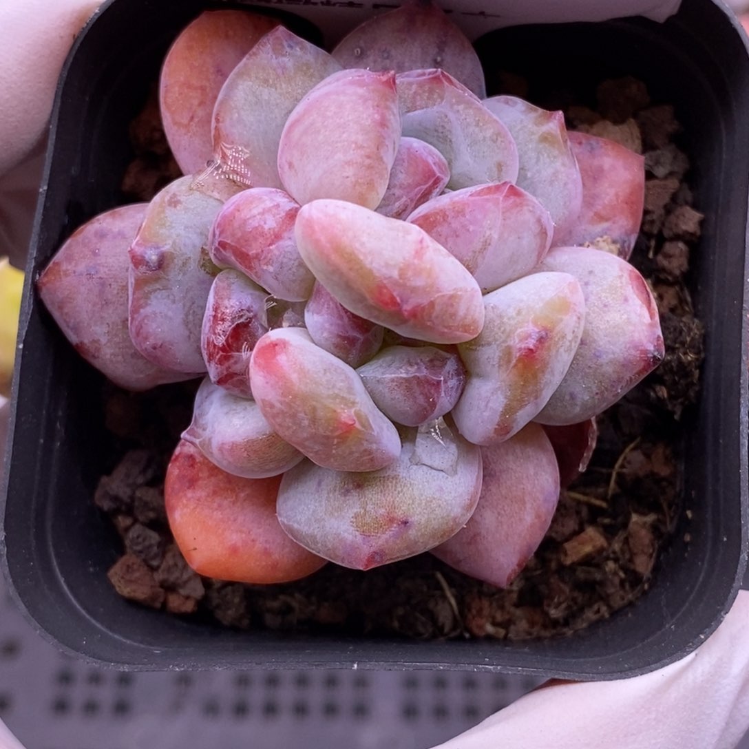 【闪购商品】15-140