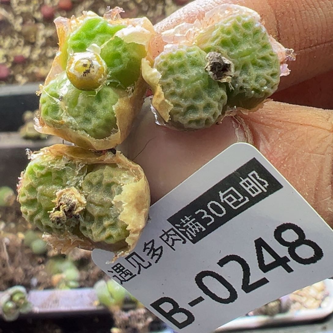 多肉植物11111111111111