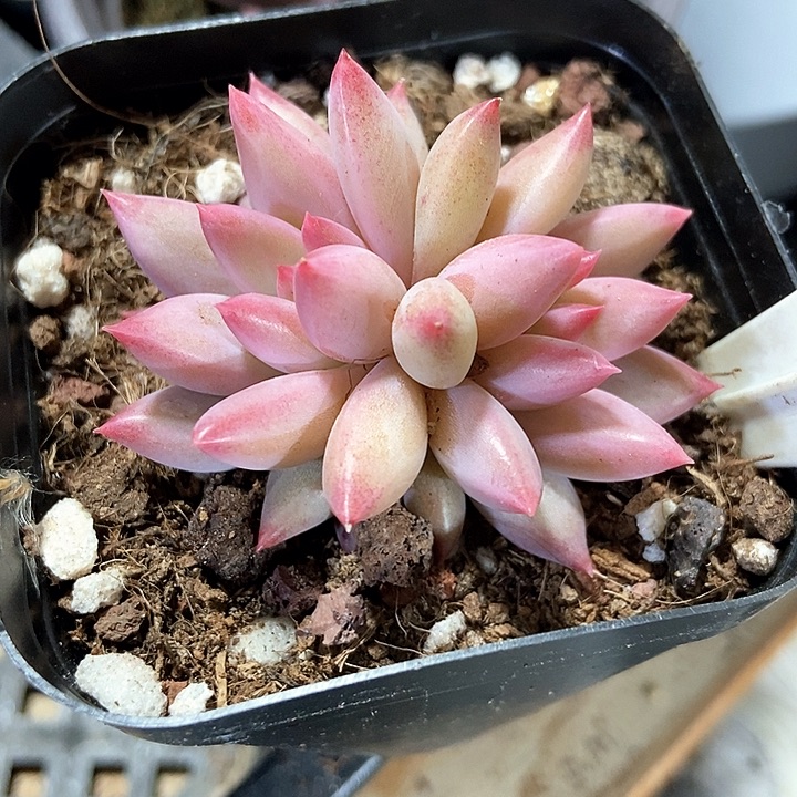 多肉植物虞美人1019