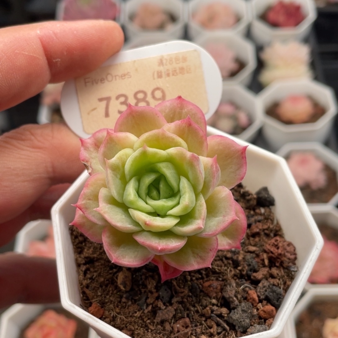 酸橙辣椒7389-4.5厘米