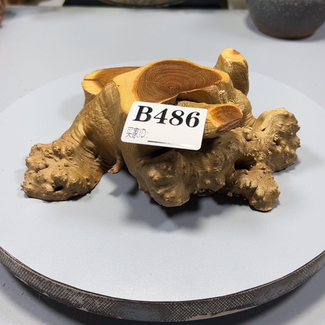 大果紫檀（缅甸花梨）权*