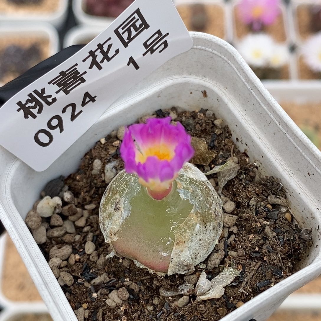 0924-1-开播福利灯泡