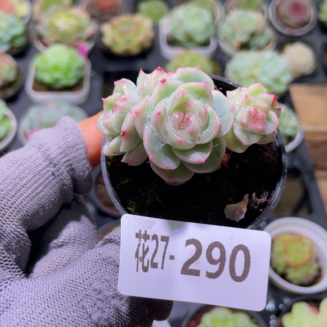 花利美27-290珍妮