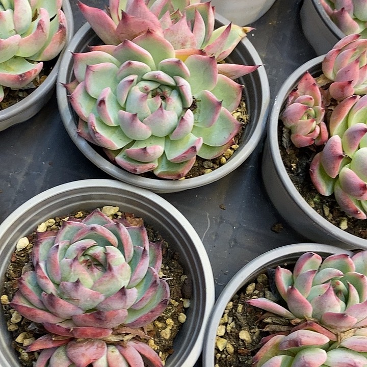 双头吉娃娃福利多多