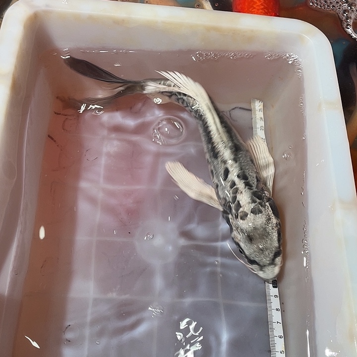 蝴蝶鲤鱼渔场直发133