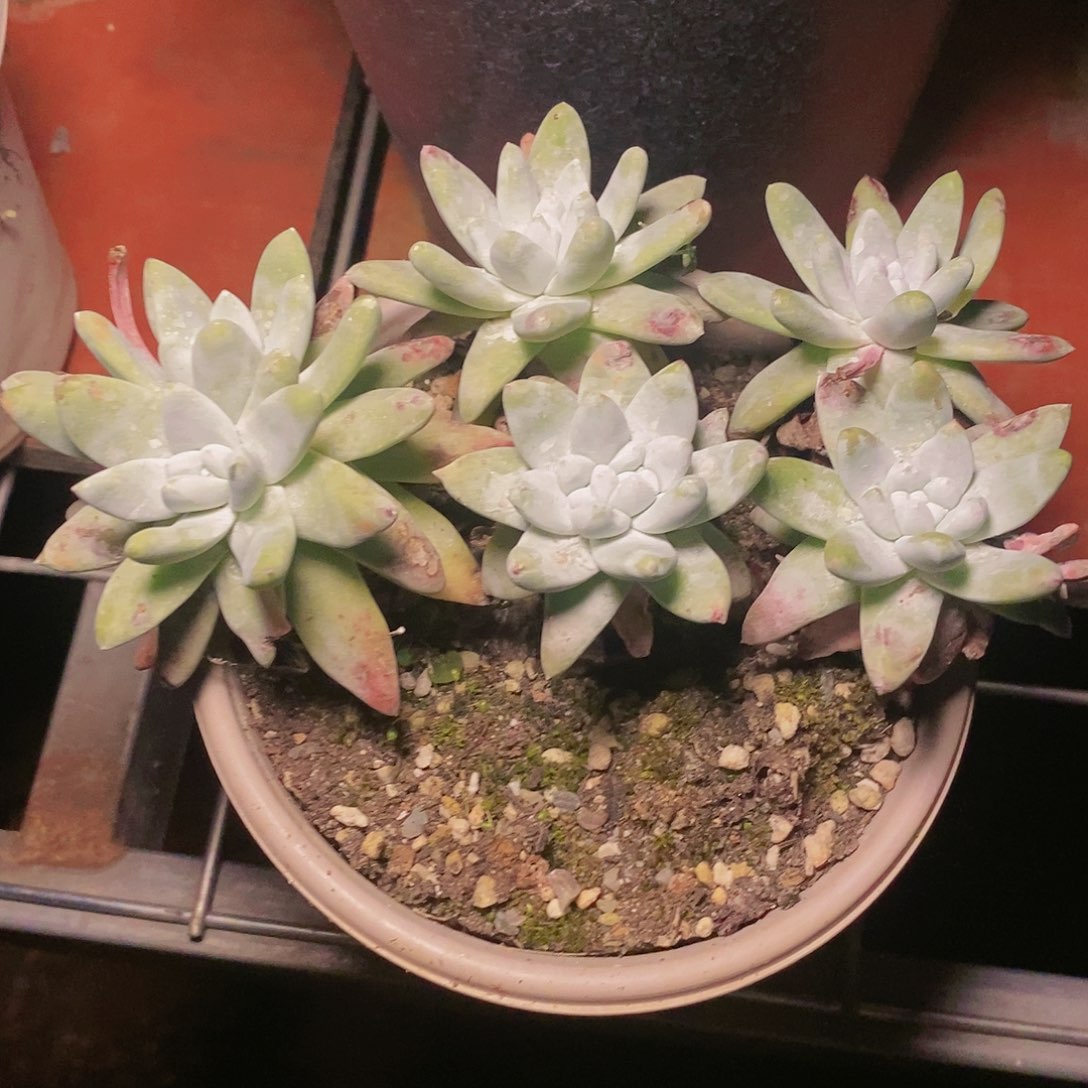 【闪购商品】哈哈哈哈白姆1242多肉