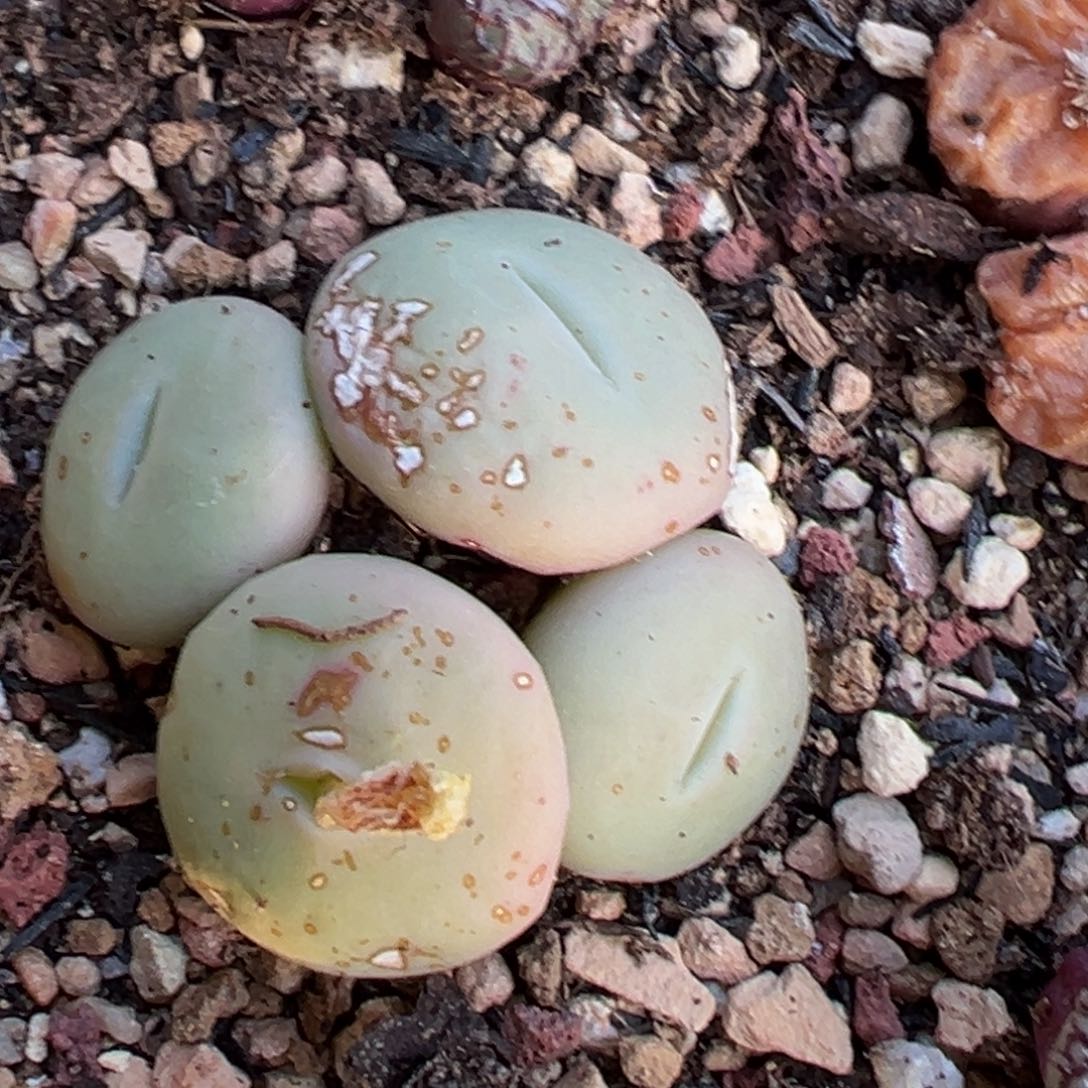 多肉植物111111111111