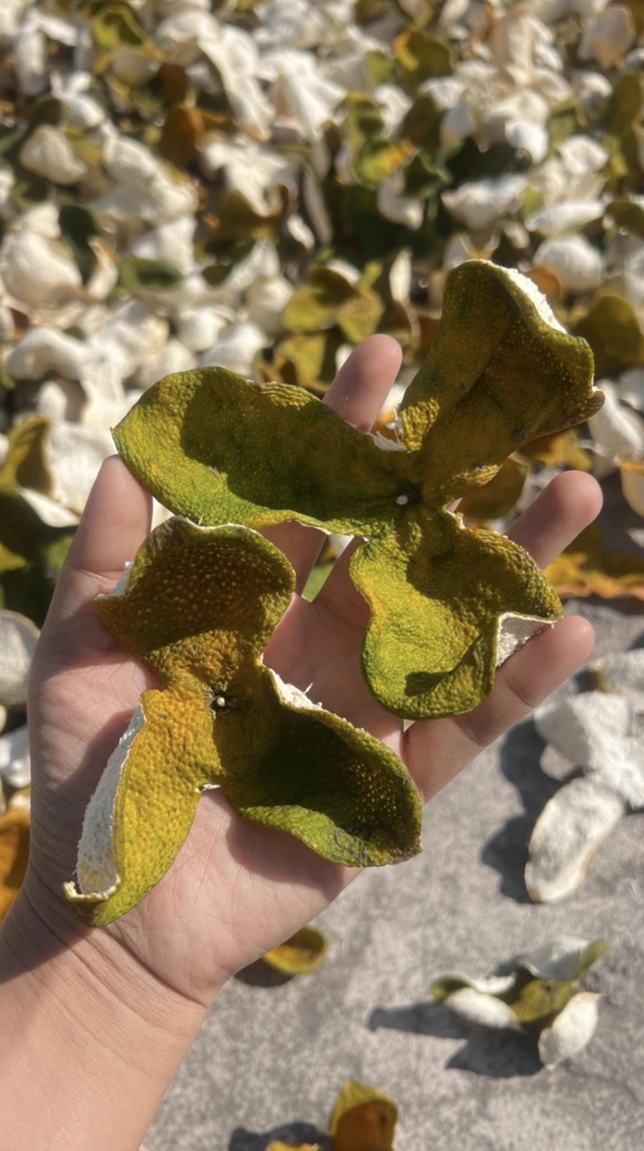 广西浦北陈皮茶枝柑陈皮2025年