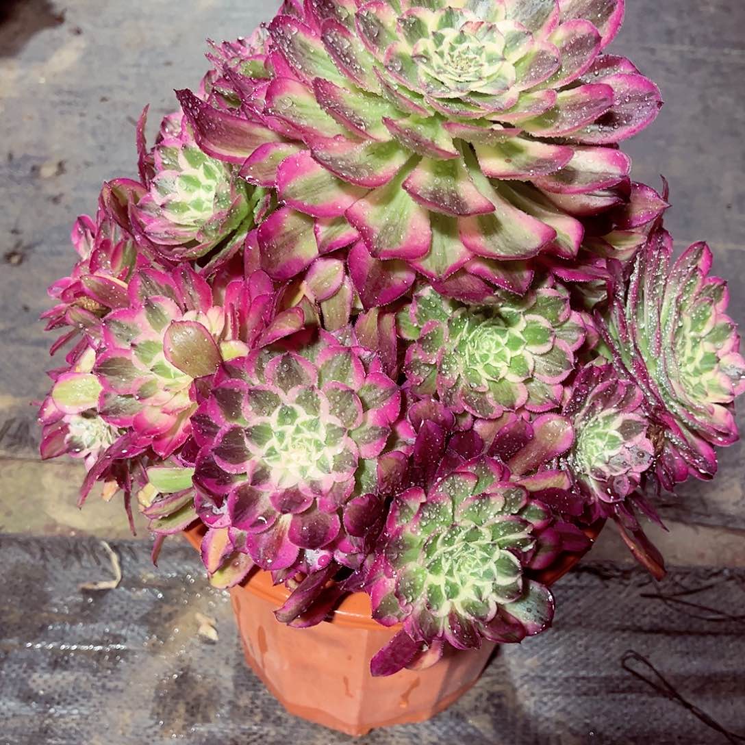 天和法师多肉植物