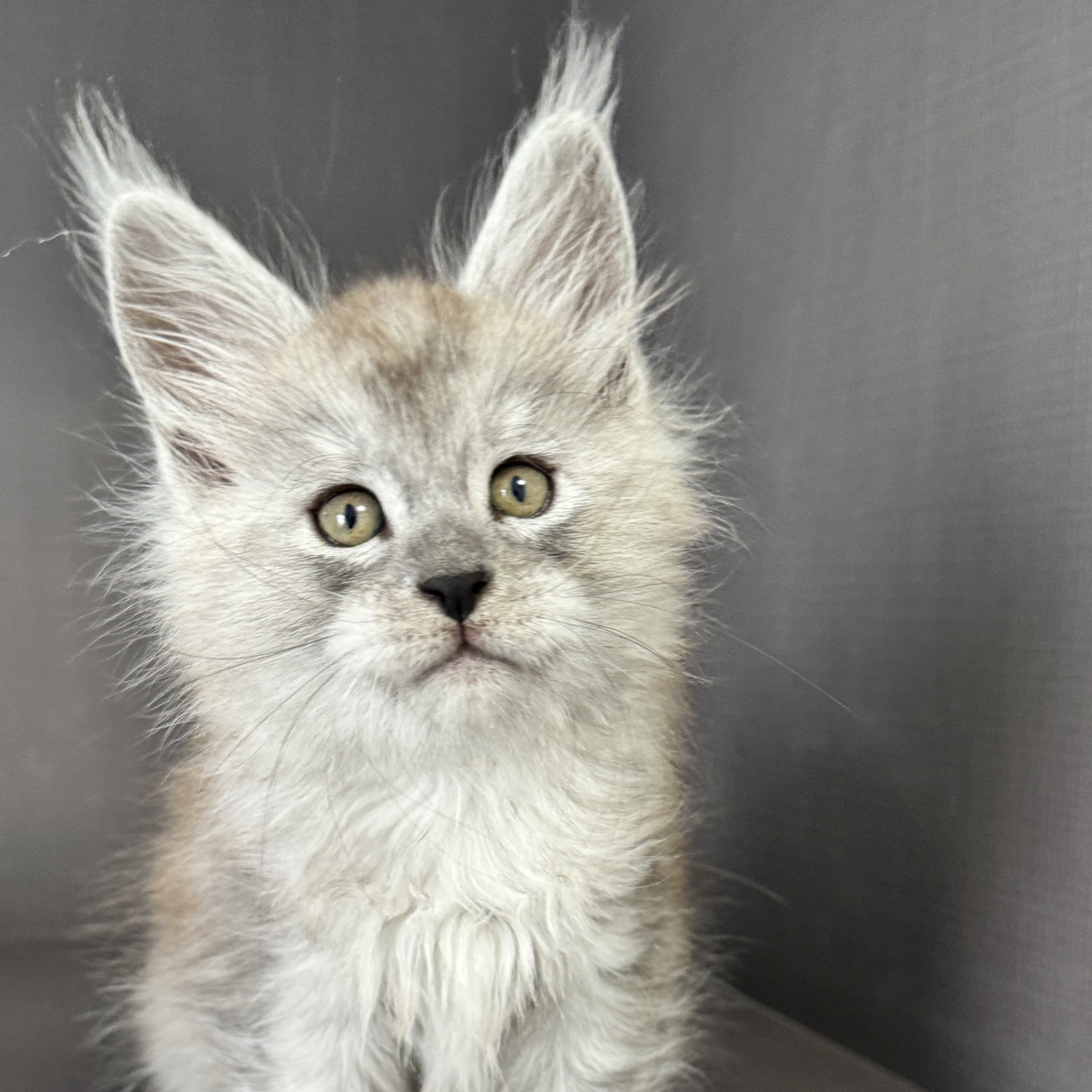 可丽家缅因猫 浅烟灰弟弟