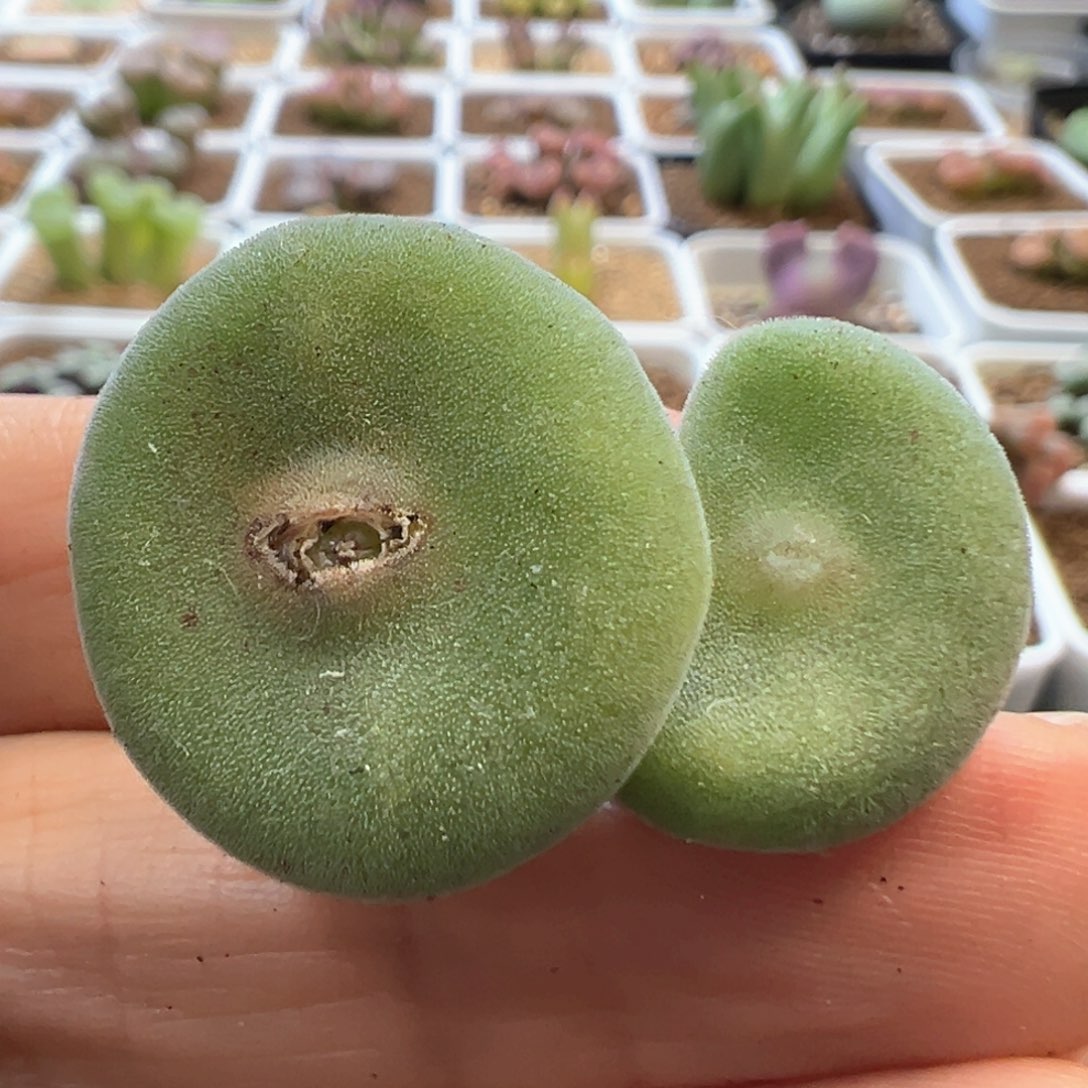 切头毛饼 肉锥植物