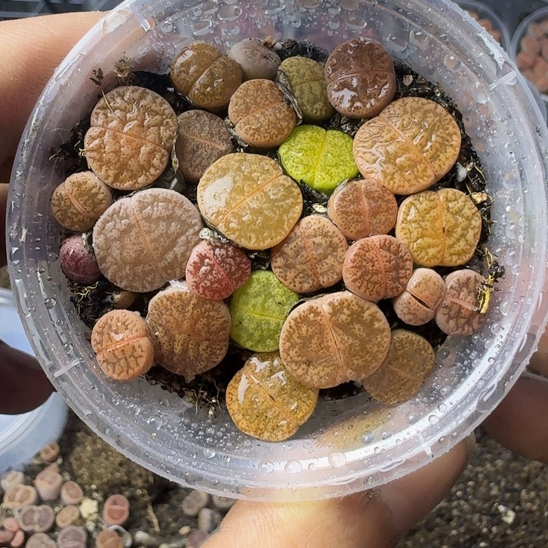 2145 哈哈哈哈哈哈哈哈哈哈