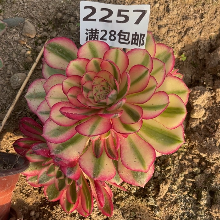 2257二号棚倾城多肉植物L