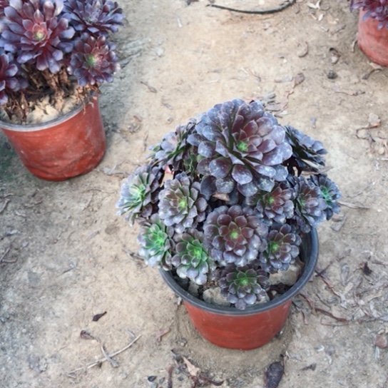 浅***心黑铜法师多肉植物21