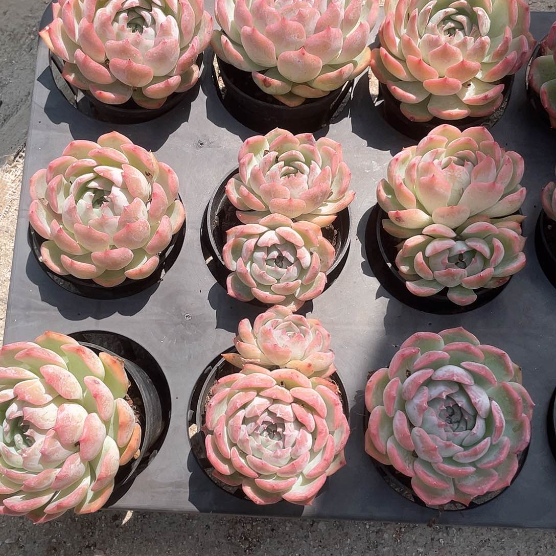 卡罗琳福利（量）  六月六