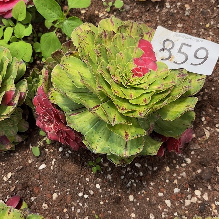 多肉植物知否859个
