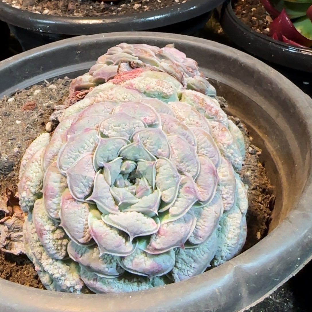 瘤系一物一拍包装收缩花旱