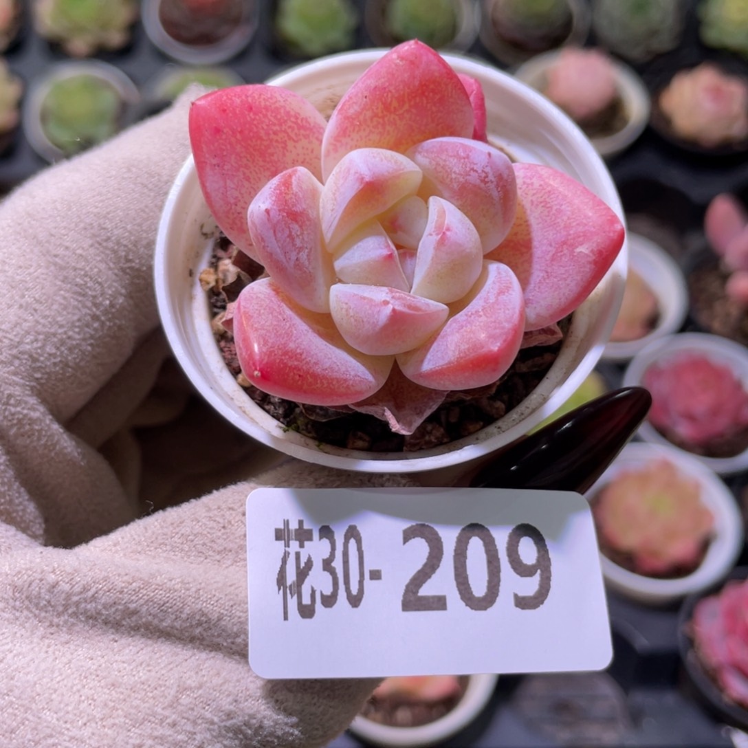 花利美30-209冰玉