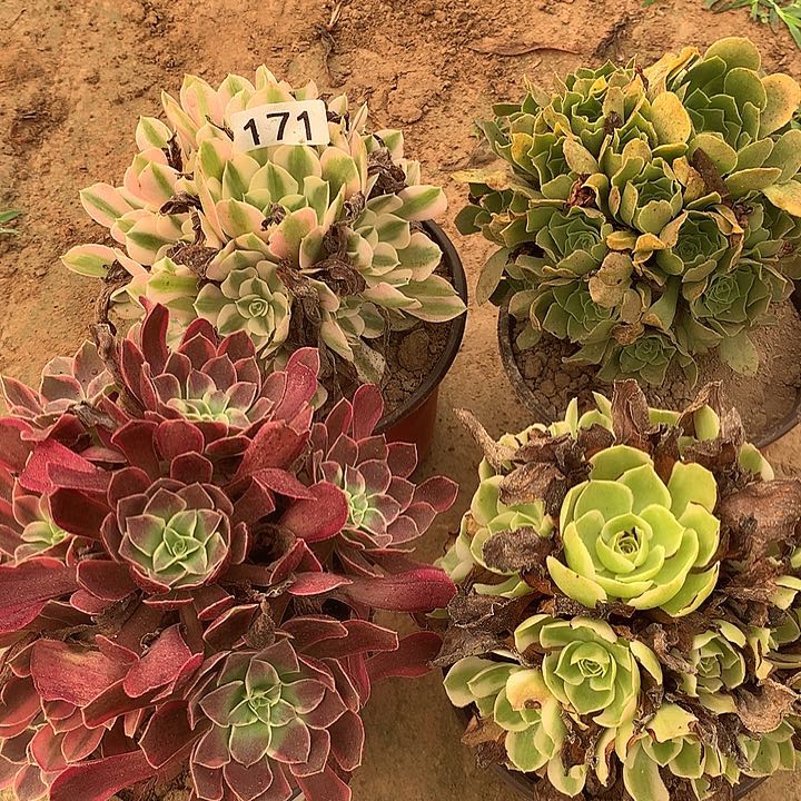 无花朵171四颗多肉植物组合