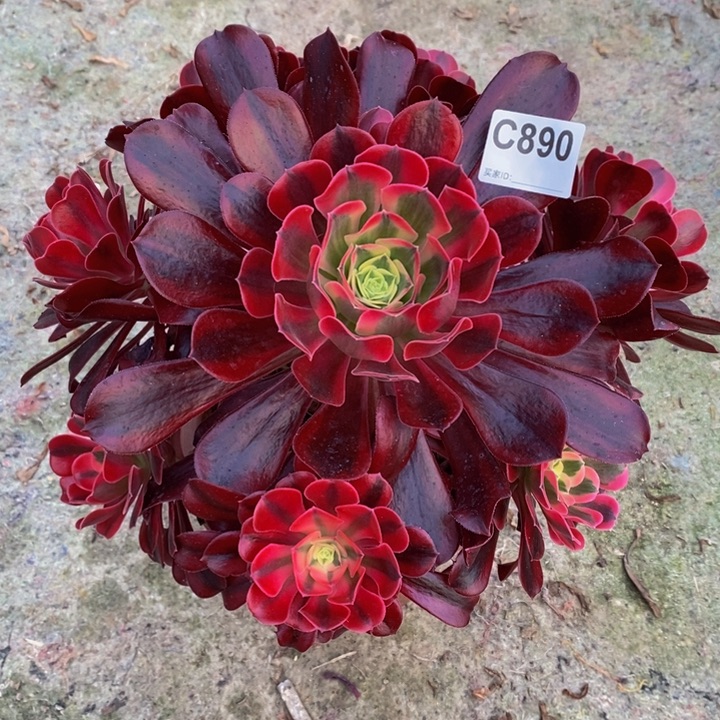 美杜莎多肉植物890