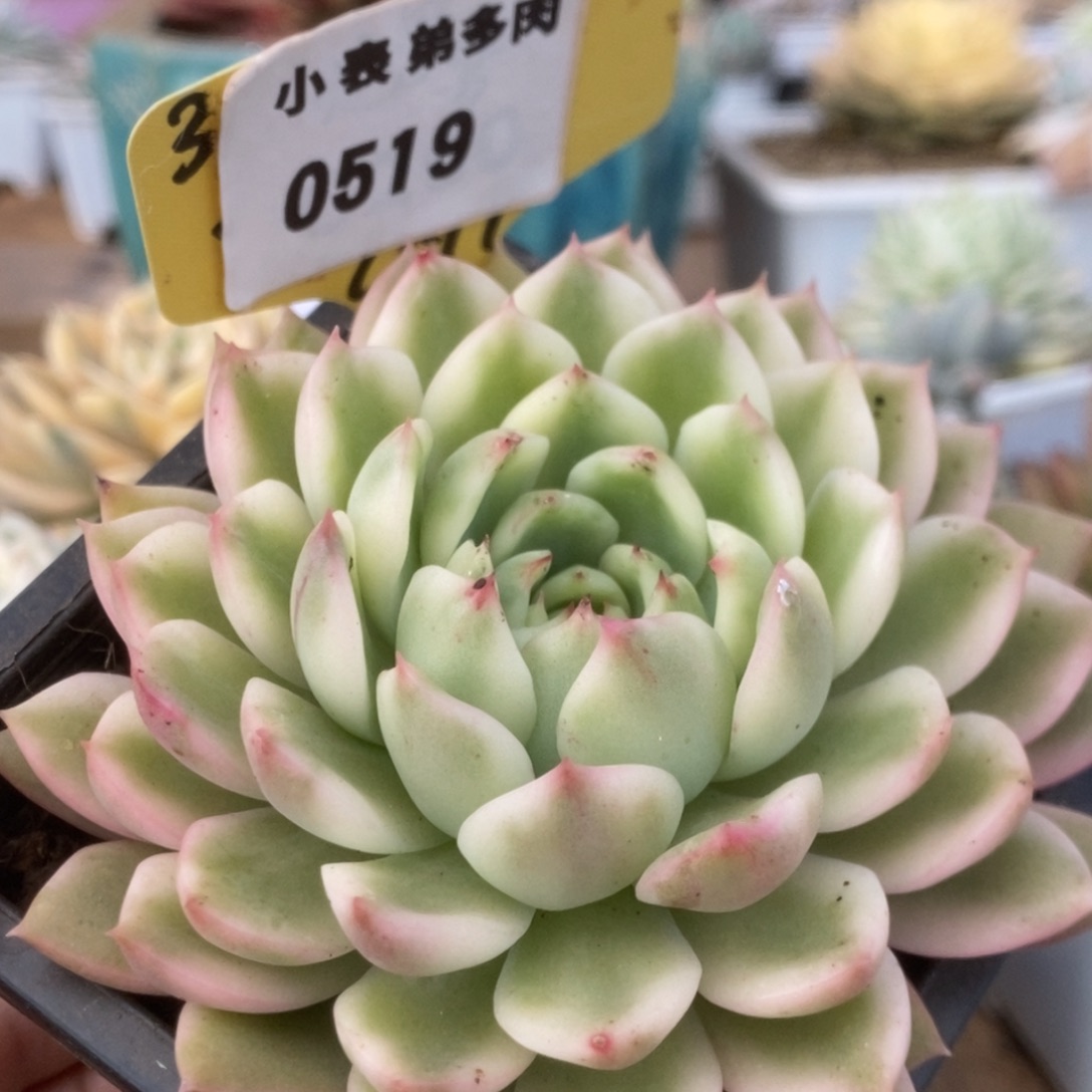 519长岛冰茶锦锦锦锦锦锦